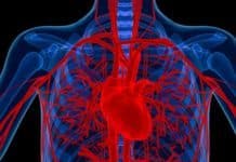 Antioxidant MitoQ Reinvigorates Aging Blood Vessels