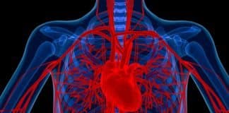 Antioxidant MitoQ Reinvigorates Aging Blood Vessels