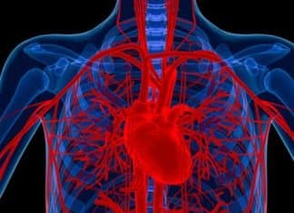 Antioxidant MitoQ Reinvigorates Aging Blood Vessels Antioxidant MitoQ Reinvigorates Aging Blood Vessels