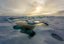 Record Levels of Plastics Contaminating the Arctic Sea Found Record Levels of Plastics Contaminating the Arctic Sea Found