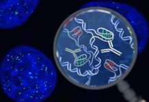 Twisty “Knot” DNA Discovered in Living Cells for the First Time Twisty “Knot” DNA Discovered in Living Cells for the First Time