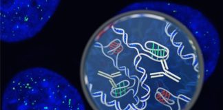 Twisty “Knot” DNA Discovered in Living Cells for the First Time
