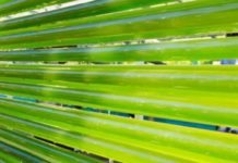 Algae-Forestry Could be the Solution to Climate Change Algae-Forestry Could be the Solution to Climate Change