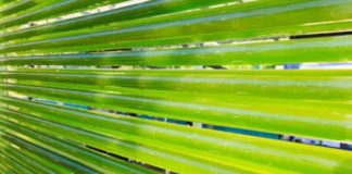Algae-Forestry Could be the Solution to Climate Change