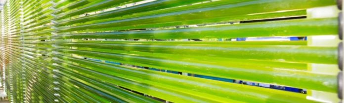 Algae-Forestry Could be the Solution to Climate Change