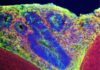 Novel 3D Printer Builds Complex Artificial Tissues On-Demand