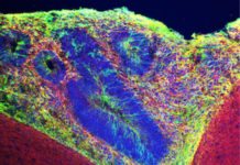 Novel 3D Printer Builds Complex Artificial Tissues On-Demand