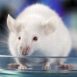 CRISPR + Gene Delivery System Engenders Versatile Tumor Model