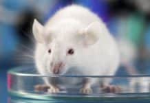 CRISPR + Gene Delivery System Engenders Versatile Tumor Model