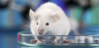 CRISPR + Gene Delivery System Engenders Versatile Tumor Model