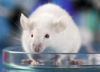 CRISPR + Gene Delivery System Engenders Versatile Tumor Model CRISPR + Gene Delivery System Engenders Versatile Tumor Model