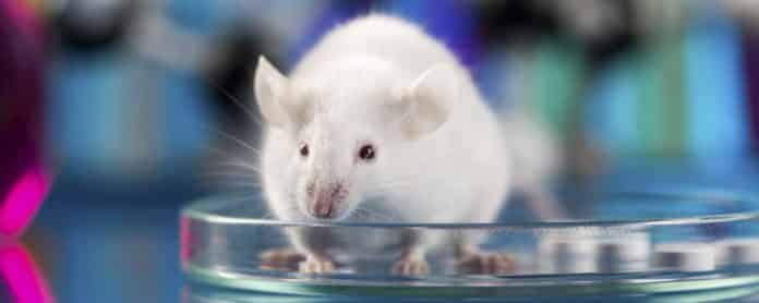 CRISPR + Gene Delivery System Engenders Versatile Tumor Model