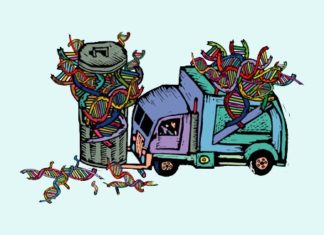 DNA We Considered “Junk” Helps Hold the Genome Together