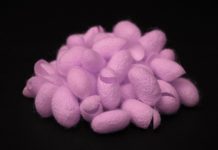 Fluorescent Slayer Silk Exterminates Pathogens When Greenlit Fluorescent Slayer Silk Exterminates Pathogens When Greenlit