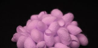 Fluorescent Slayer Silk Exterminates Pathogens When Greenlit