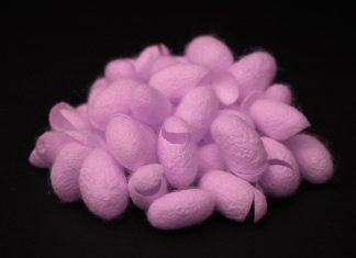 Fluorescent Slayer Silk Exterminates Pathogens When Greenlit Fluorescent Slayer Silk Exterminates Pathogens When Greenlit