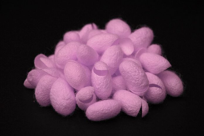Fluorescent Slayer Silk Exterminates Pathogens When Greenlit