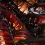 Yikes! China Breeding 6 Billion Cockroaches a Year Using AI Yikes! China Breeding 6 Billion Cockroaches/Year Using AI