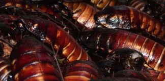 Yikes! China Breeding 6 Billion Cockroaches/Year Using AI