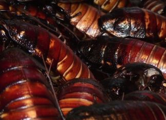 Yikes! China Breeding 6 Billion Cockroaches a Year Using AI Yikes! China Breeding 6 Billion Cockroaches/Year Using AI