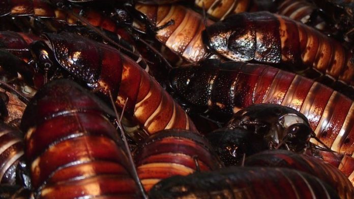 Yikes! China Breeding 6 Billion Cockroaches/Year Using AI