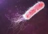 Single Enzyme Aided Bacterial Survival Strategy to Help Fight Resistance