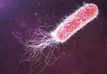Single Enzyme Aided Bacterial Survival Strategy Provides New Insights into Resistance Single Enzyme Aided Bacterial Survival Strategy to Help Fight Resistance