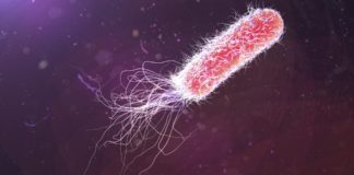 Single Enzyme Aided Bacterial Survival Strategy to Help Fight Resistance