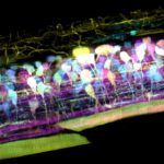 New Microscopy Technique to Witness Animal Cells in Native State New Microscopy Technique to Witness Animal Cells in Native State