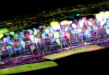 New Microscopy Technique to Witness Animal Cells in Native State