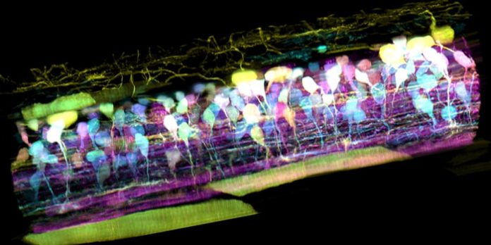 New Microscopy Technique to Witness Animal Cells in Native State