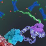 Researchers Map Telomerase in More Detail than Ever Before Researchers Map Telomerase in More Detail than Ever Before