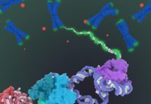 Researchers Map Telomerase in More Detail than Ever Before