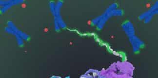 Researchers Map Telomerase in More Detail than Ever Before