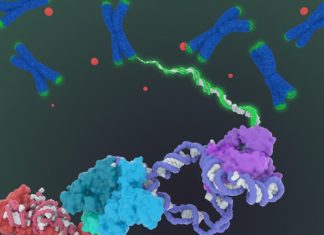Researchers Map Telomerase in More Detail than Ever Before Researchers Map Telomerase in More Detail than Ever Before
