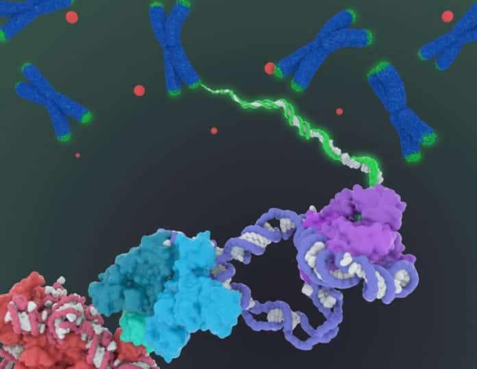 Researchers Map Telomerase in More Detail than Ever Before