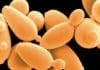 Study Finds Yeast Genome Evolution through Sequencing