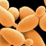 Study Finds Yeast Genome Evolution through Sequencing