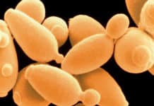 Study Finds Yeast Genome Evolution through Sequencing