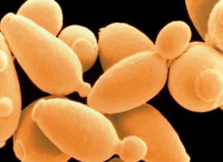 Study Finds Yeast Genome Evolution through Sequencing