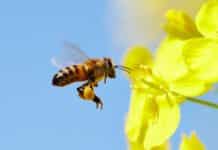 Three Lactic Acid Bacteria Help Nourish Bee Offspring