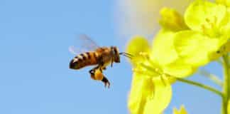 Three Lactic Acid Bacteria Help Nourish Bee Offspring