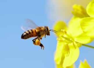Three Lactic Acid Bacteria Help Nourish Bee Offspring Three Lactic Acid Bacteria Help Nourish Bee Offspring