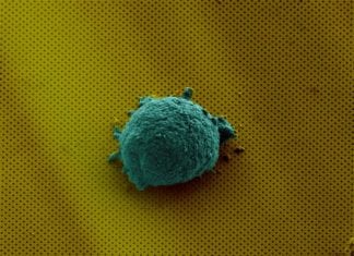 Lab-on-a-Chip Sheds Light on Human Cell Communication Lab-on-a-Chip Sheds Light on Human Cell Communication