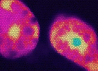 Proteins Responding to Nicotine Shed Light on Energy Burning of Fat Cells