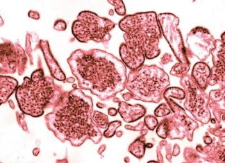 Three Confirmed Nipah Virus Deaths, Centre on High Alert Three Confirmed Nipah Virus Deaths, Centre on High Alert