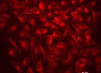 Scientists Enhance Autophagy, Could Lead to Promising Future Therapies for Age-Related Diseases Enhanced Autophagy for Promising Therapies for Age-Related Diseases