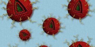 Combined Drug Therapy for Glioblastoma Tumors Using Nanoparticles