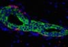Scientists Discover Signalling Exchange that Could Possibly be Driving Breast Cancer Scientists Discover Signalling Exchange that Could Possibly be Driving Breast Cancer