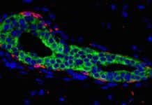 Scientists Discover Signalling Exchange that Could Possibly be Driving Breast Cancer Scientists Discover Signalling Exchange that Could Possibly be Driving Breast Cancer